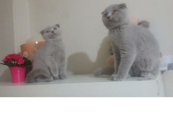 Scottish fold Sahibinden Şehremini Mah.