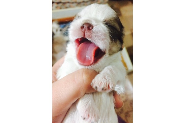Altıntaş Mah. köpek ilanı