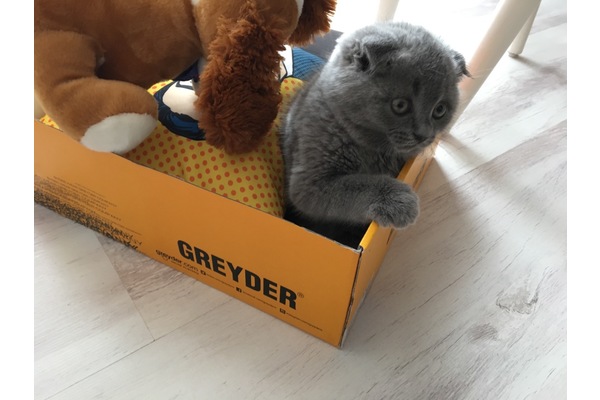 Scottish fold kedi Merkez