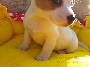 satılık av köpekleri Jack Russel terrier köpek Osmangazi