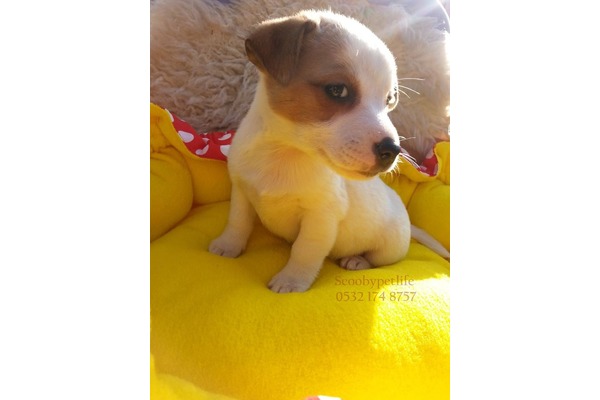 Jack Russel terrier köpek Osmangazi