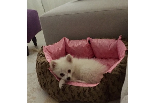 Pomeranian yaş 3-6 Aylık Etiler Mah.