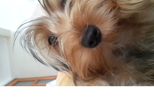 Dişi köpek Zuhuratbaba Mah.