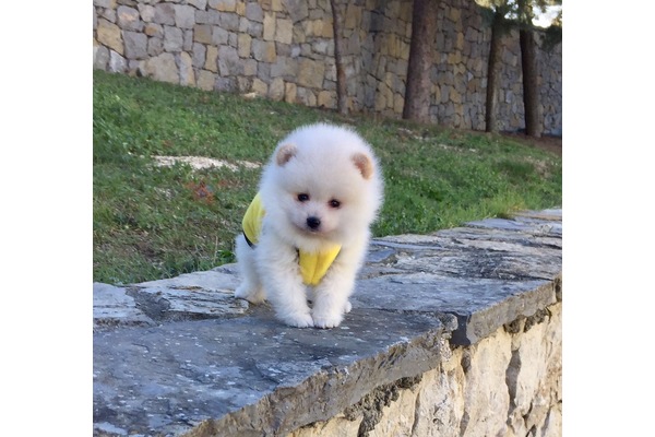 Pomeranian Sahibinden Veliefendi Mah.