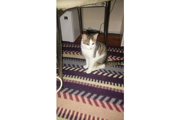 kedi Tekir fiyatları