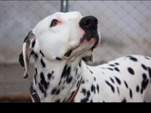 dalmaçyalı köpek Dalmatian yaş 2