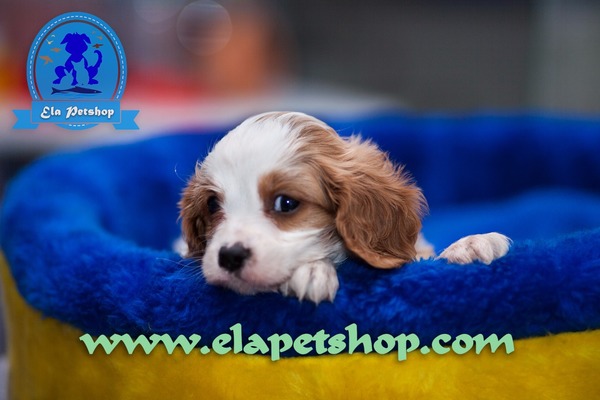 Altıntop Mah. köpek ilanları
