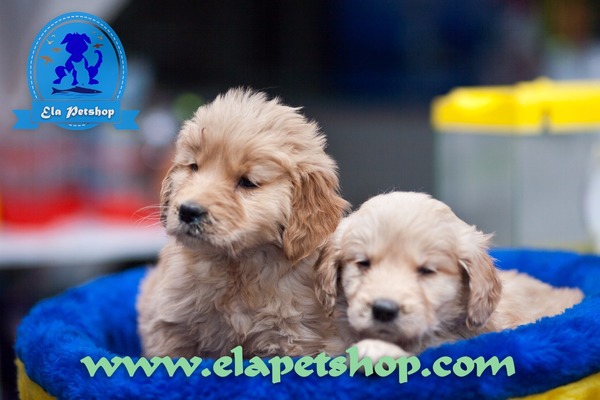Golden retriever Dişi ve Erkek Altıntop Mah.