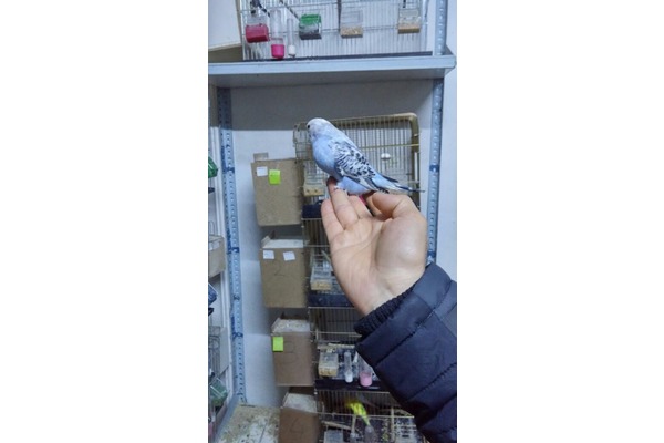 Diğer muhabbet kuşu Dişi ve Erkek Muhabbet
