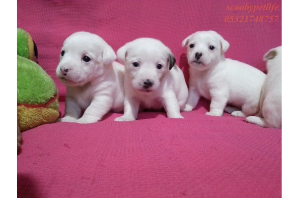 Jack Russel terrier Dişi ve Erkek İsmetiye Mah.