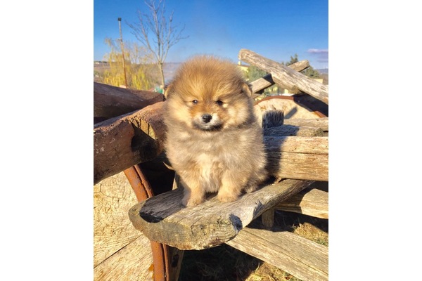 Pomeranian Erkek Veliefendi Mah.