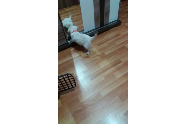 Bosna Hersek Mah. köpek ilanları