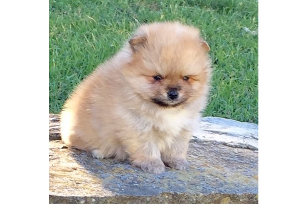 Pomeranian Dişi ve Erkek Yeşilköy Mah.