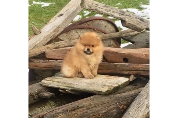 köpek ilanlari Yeşilköy Mah.