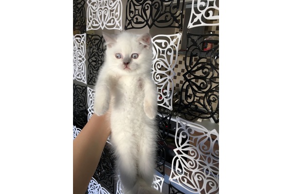 British shorthair 0-3 Aylık Veliefendi Mah.