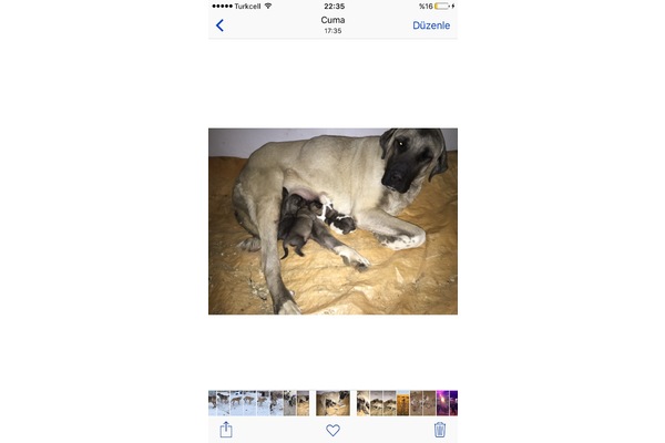 Yeni Mah köpek ilanı