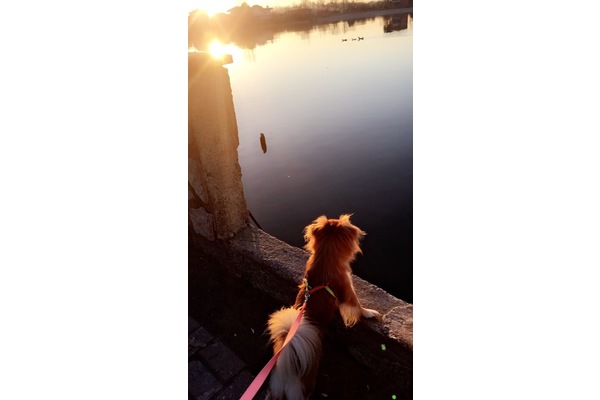 Arabacıalanı Mah. köpek fiyatları