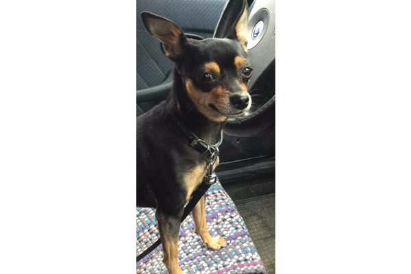 Pinscher Günaydın Mah.