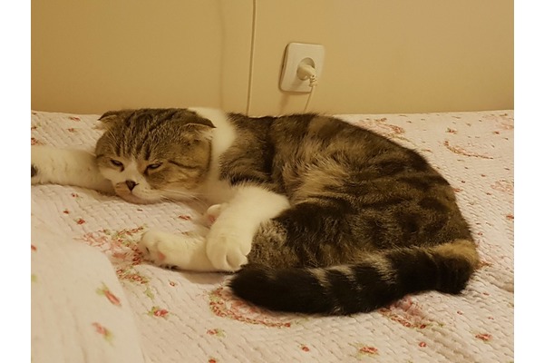 Büyükşehir Mah. kedi fiyatları
