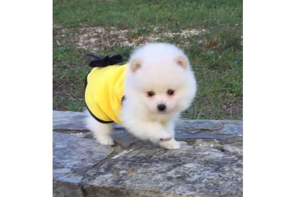 Pomeranian Dişi ve Erkek Yeşilköy Mah.
