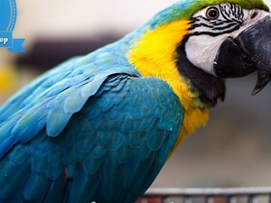  Sarı mavi ara papağanı ilanı