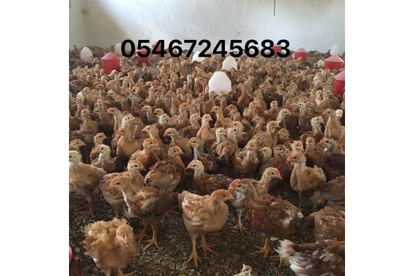 Barış Mah. hayvanlar ilanı