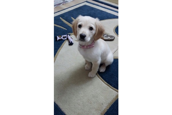 köpek ilanlari Akdere Mah.