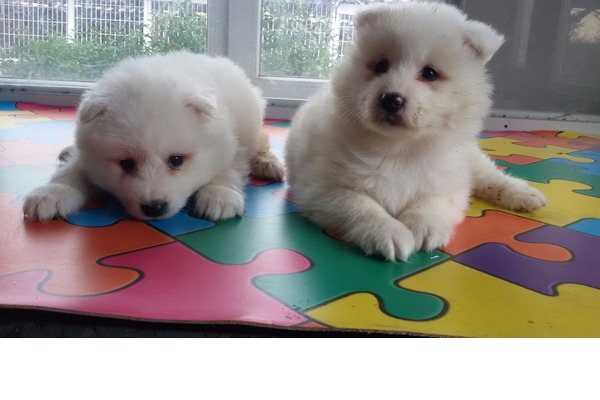 Samoyed Erkek Yeniceabat Mah.