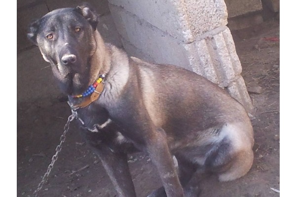 Kangal Rıfat Öçten Mah.
