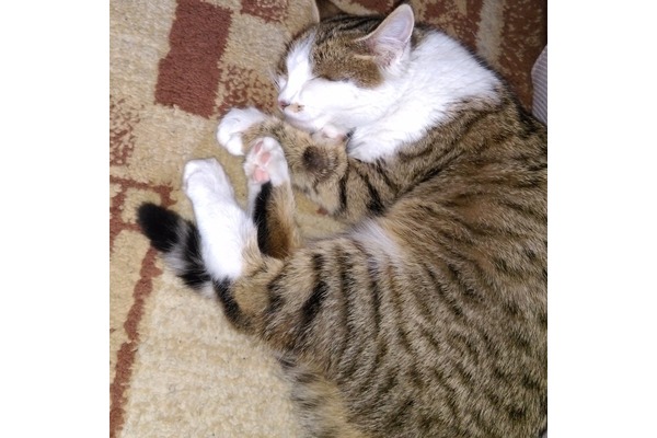 Diğer kedi ırkı Mehmet Akif Ersoy Mah.