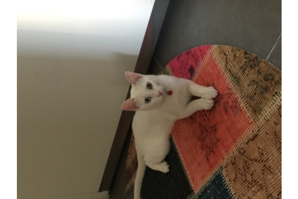 kedi Van fiyatları