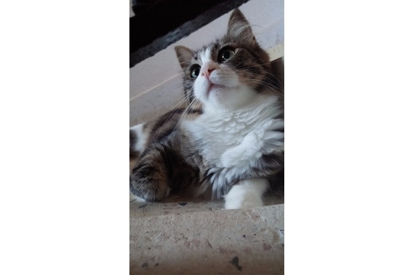 Diğer kedi ırkı kedi Tuzla