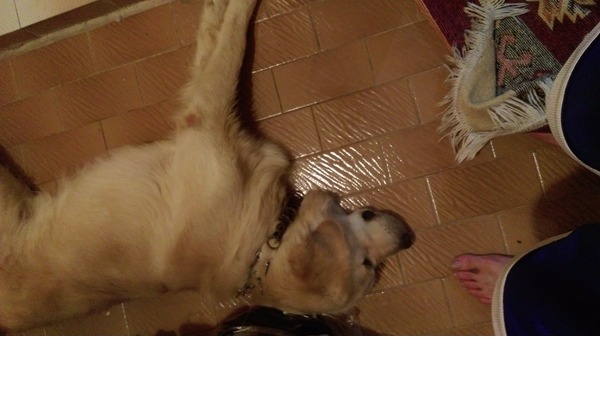 Dudullu OSB Golden retriever ilanları