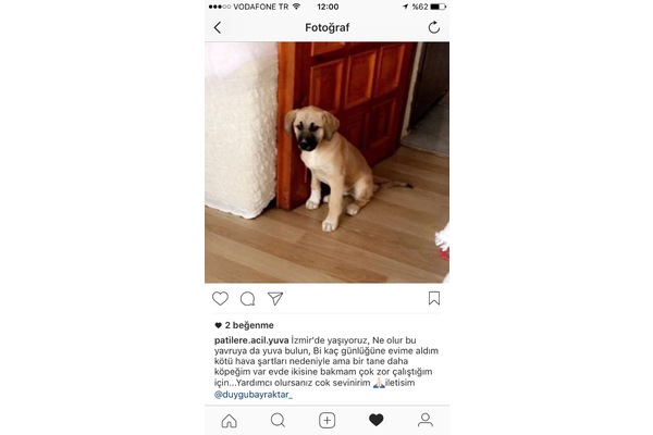 Diğer köpek ırkı Sahibinden Menderes Mah.
