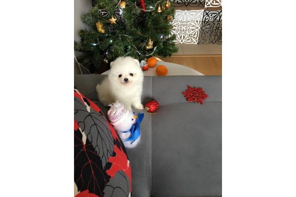 yaş 0-3 Aylık köpek Veliefendi Mah.