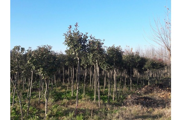 Satılık ıhlamur oya çınar ligustrum