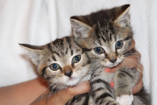 Dedebaşı Mah. kedi ilanları