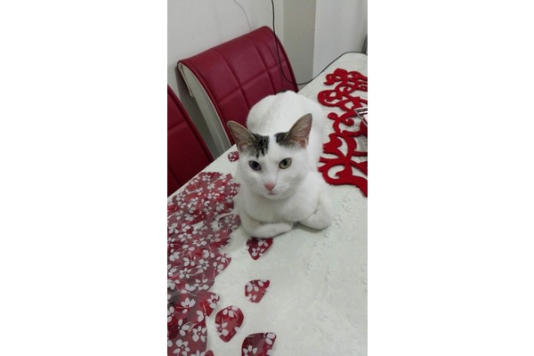 Barış Mah. kedi ilanları