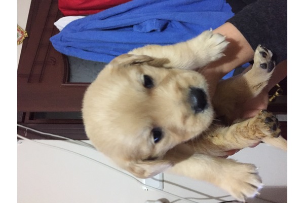 Golden retriever Dişi ve Erkek Bağlarbaşı Mah.