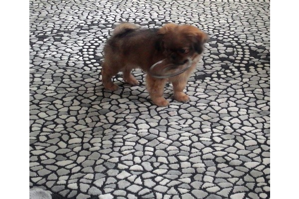 Pekinez köpek Merkez