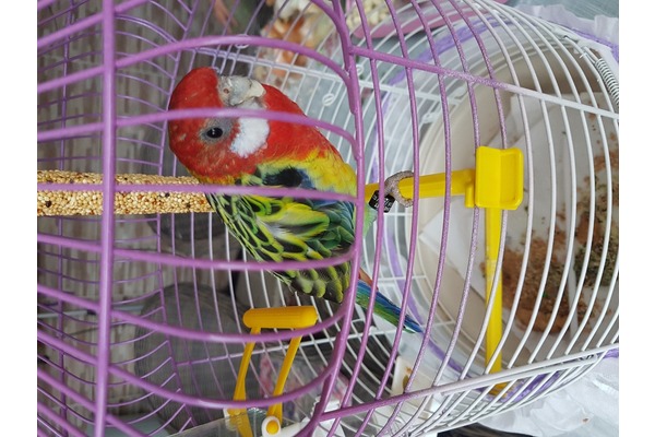 Rosella papağanı 1