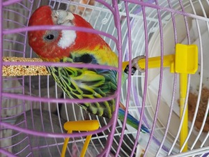  Rosella papağanı 1