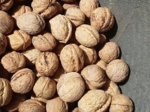  Ukrainian walnut in shell