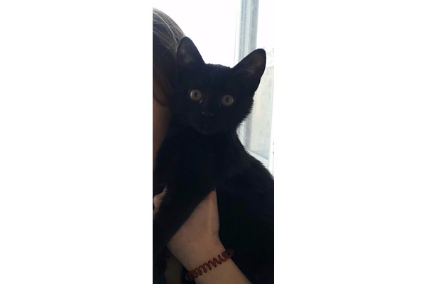 3-6 Aylık kedi Bükdere Köyü