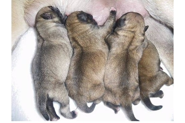 Bostancı Mah. köpek ilanı