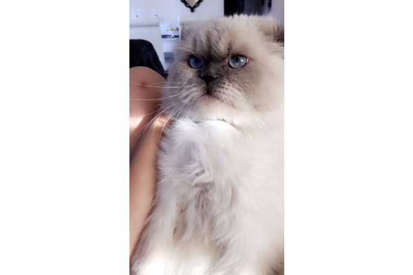 Feyzullah Mah. kedi ilanı ver