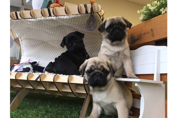 Çengelköy Mah. köpek fiyatları