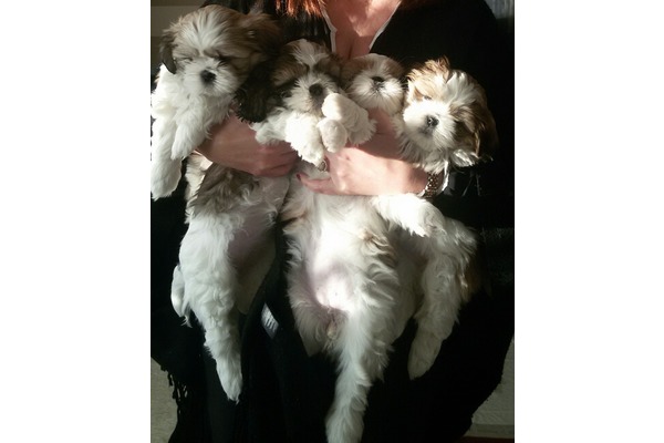 Shih-Tzu Çamkıran Mah.
