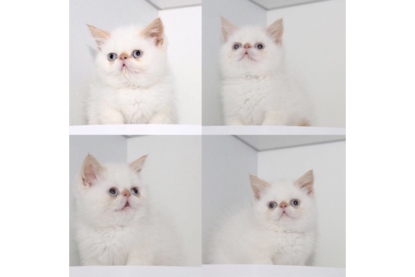 Egzotic shorthair Sahibinden Büyükşehir Mah.