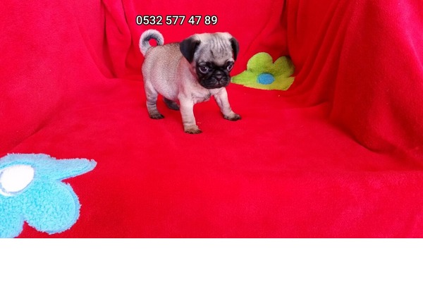 Pug köpek Balçova